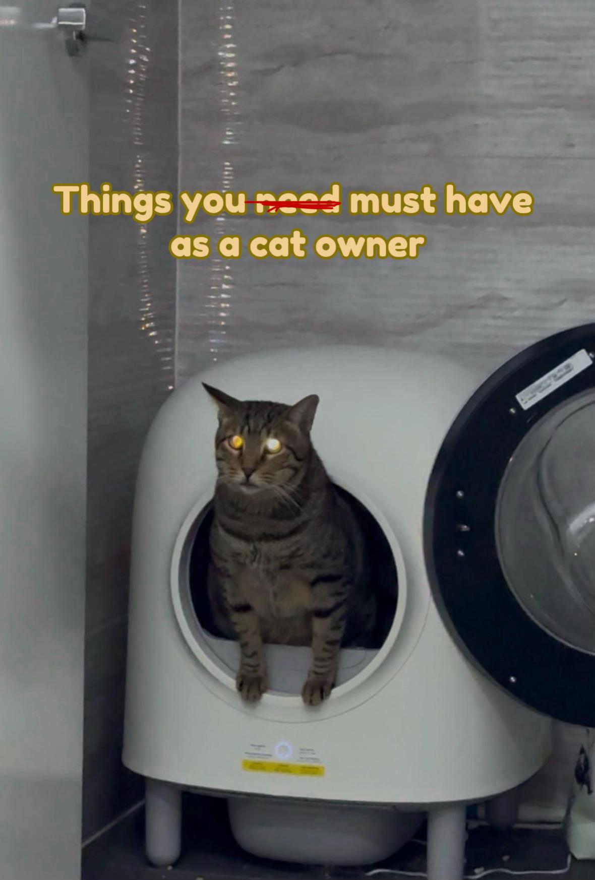 @Cat Tigrous