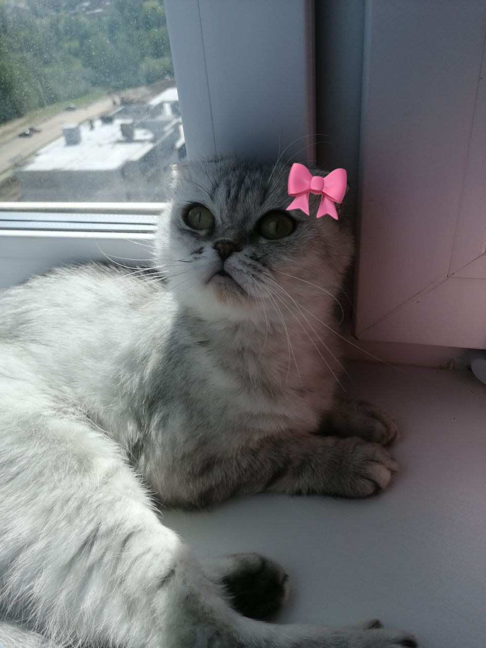 @шакалёнок