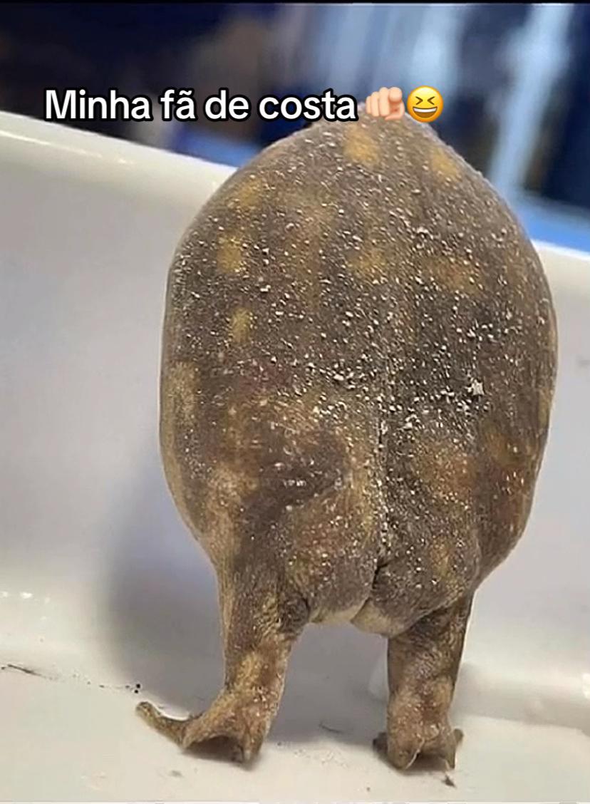 @complicadanivia🐆