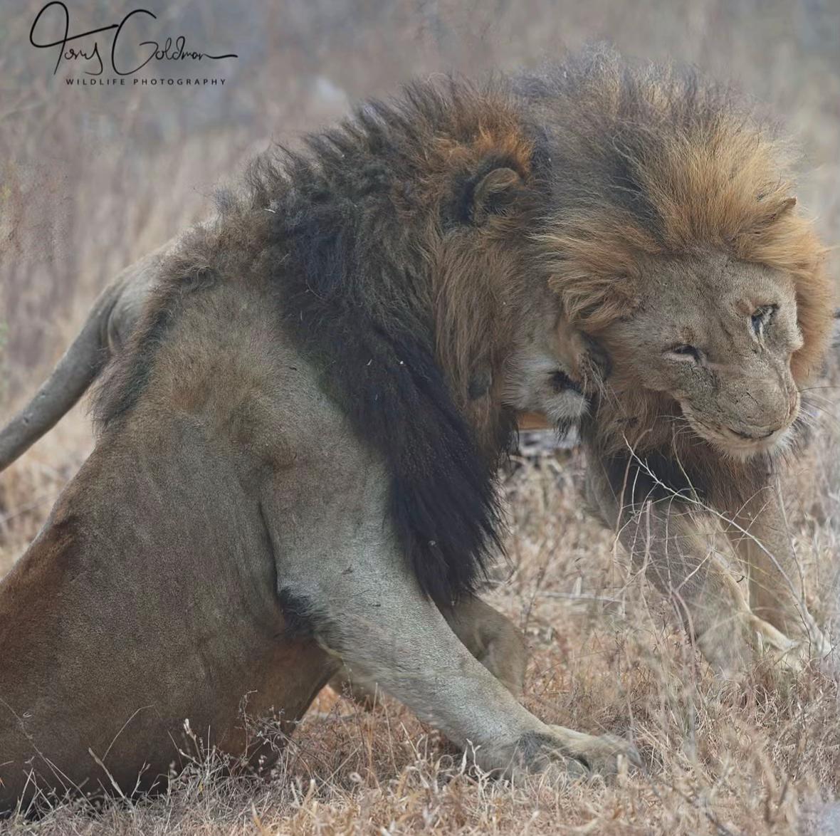 @Nai (aka Lion Expert)