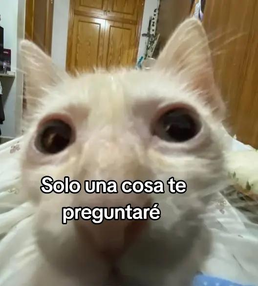 @soyedi11