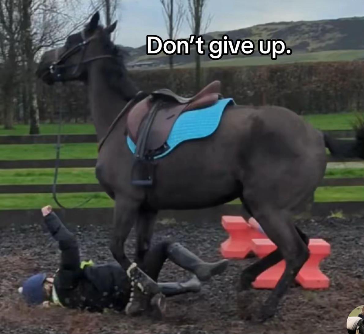 @Lilywiththecobs🐴