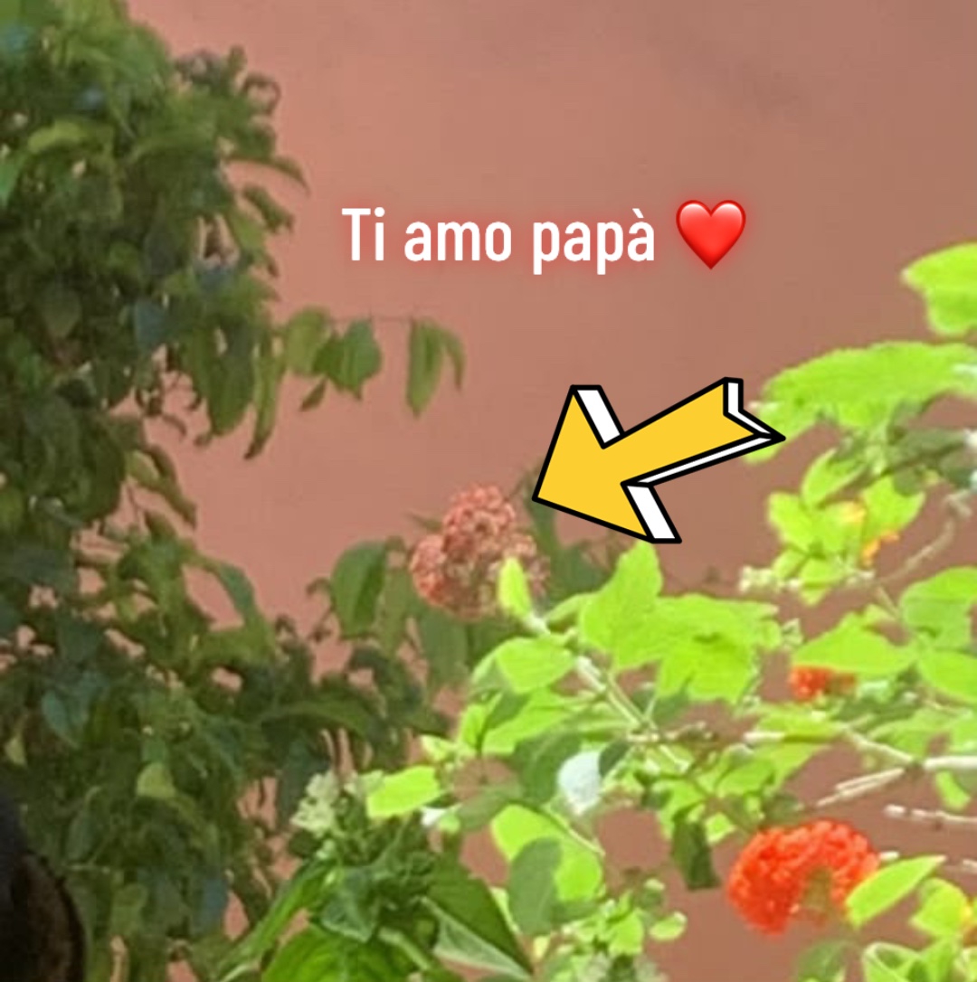 @🌺𝑘𝑎𝑡𝑖𝑢𝑠𝑐𝑖𝑎🌺