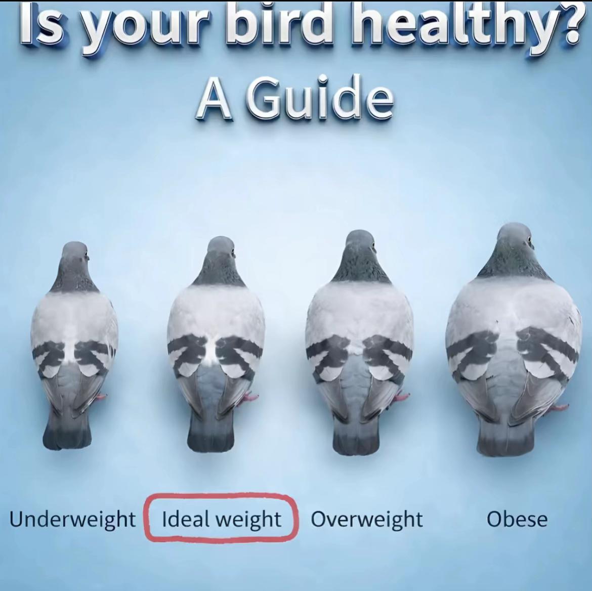 @Dr Pigeon