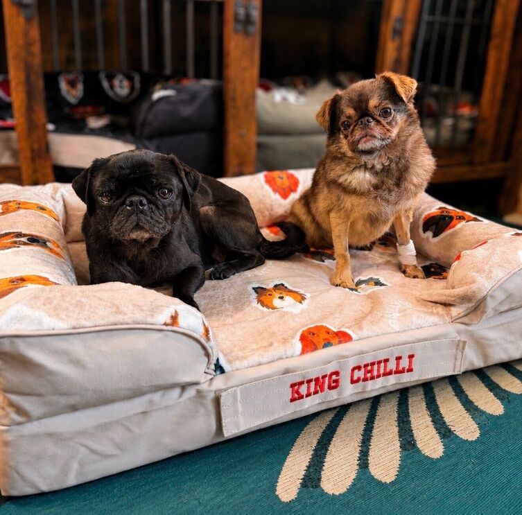 @ChilliThePug