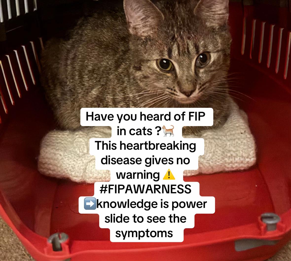 @😺Timothythecat0😺