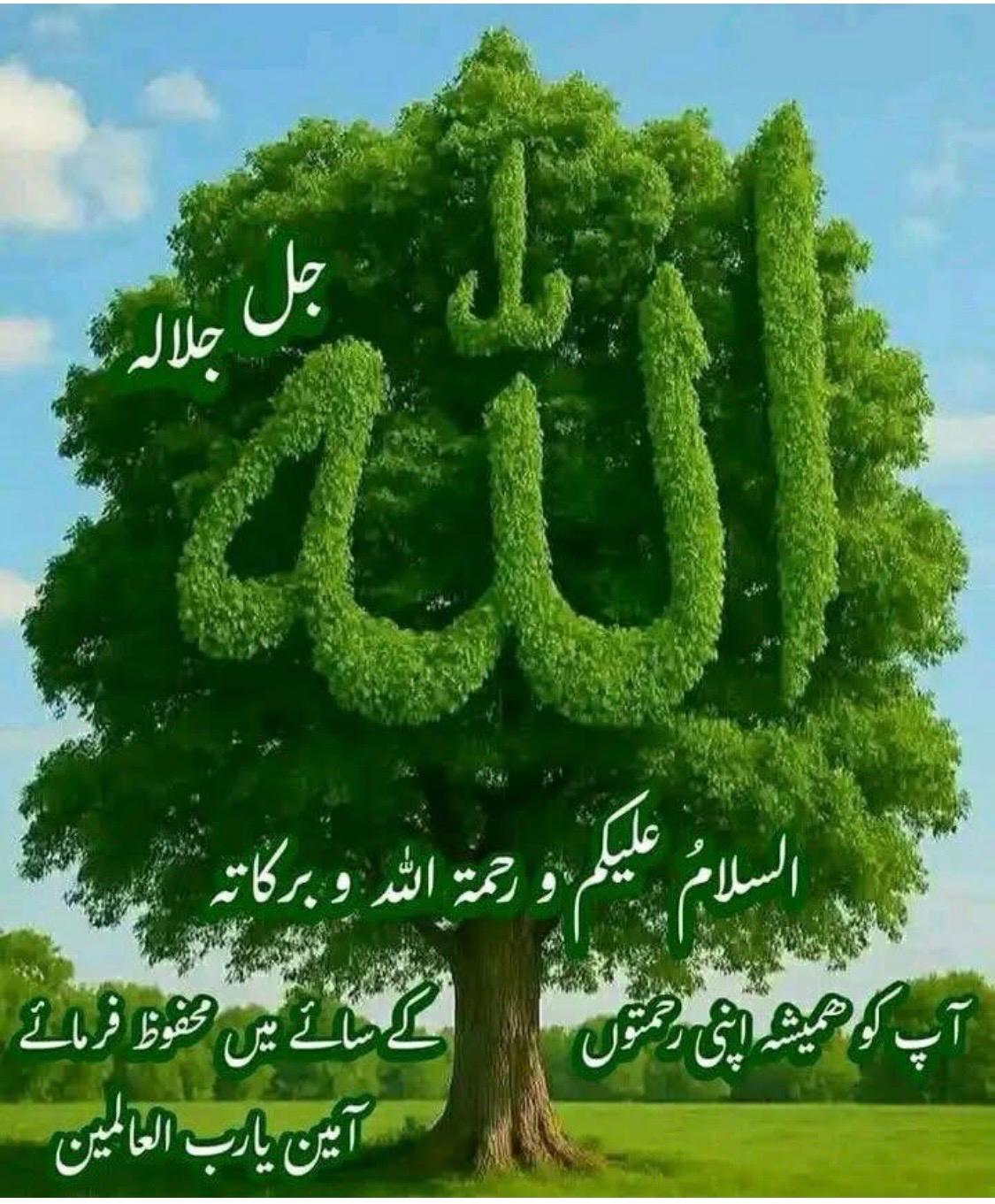 @Jabeen1786