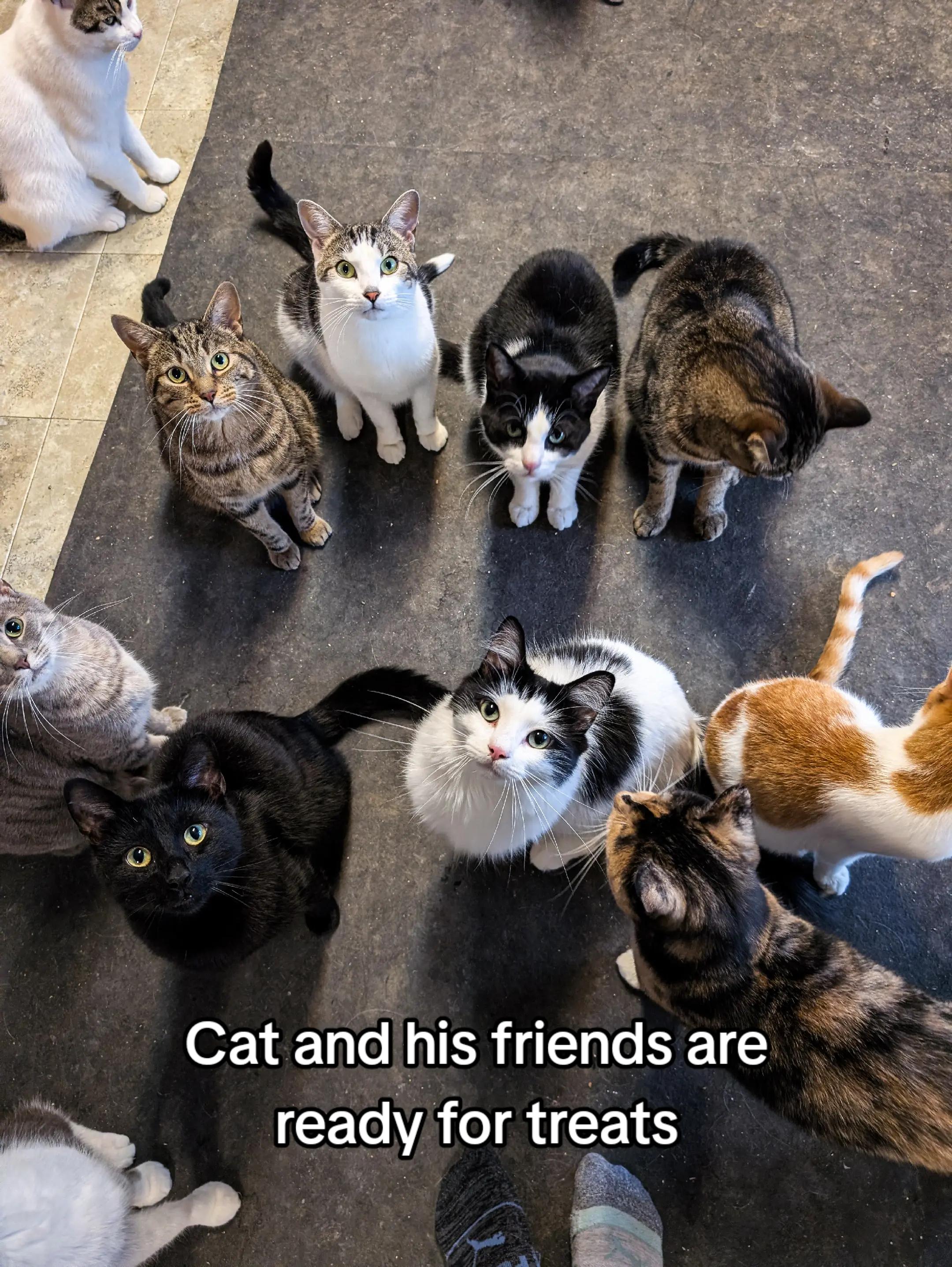 @Raw Fed Kitties 😻