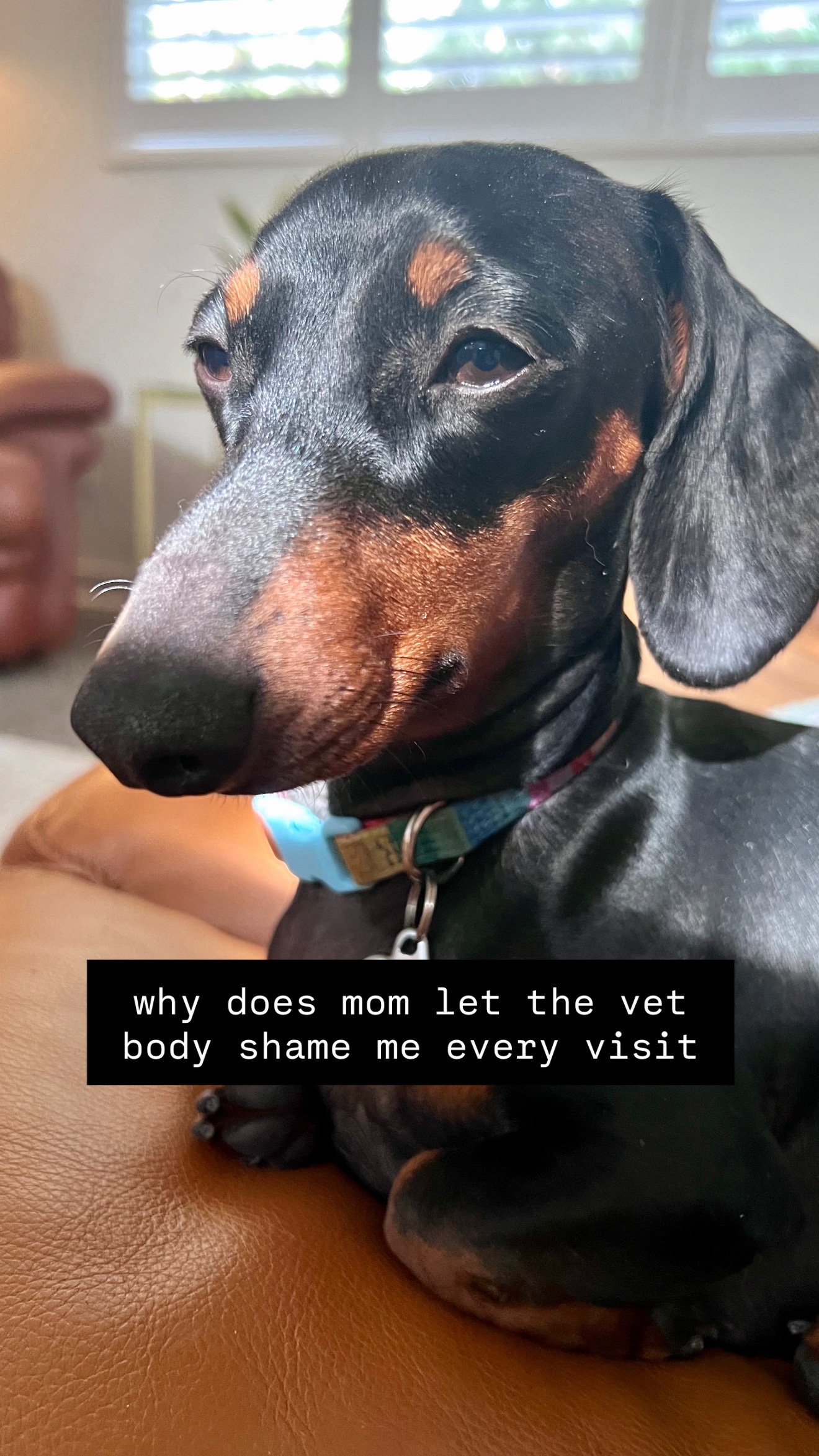 @Penny the Dachshund