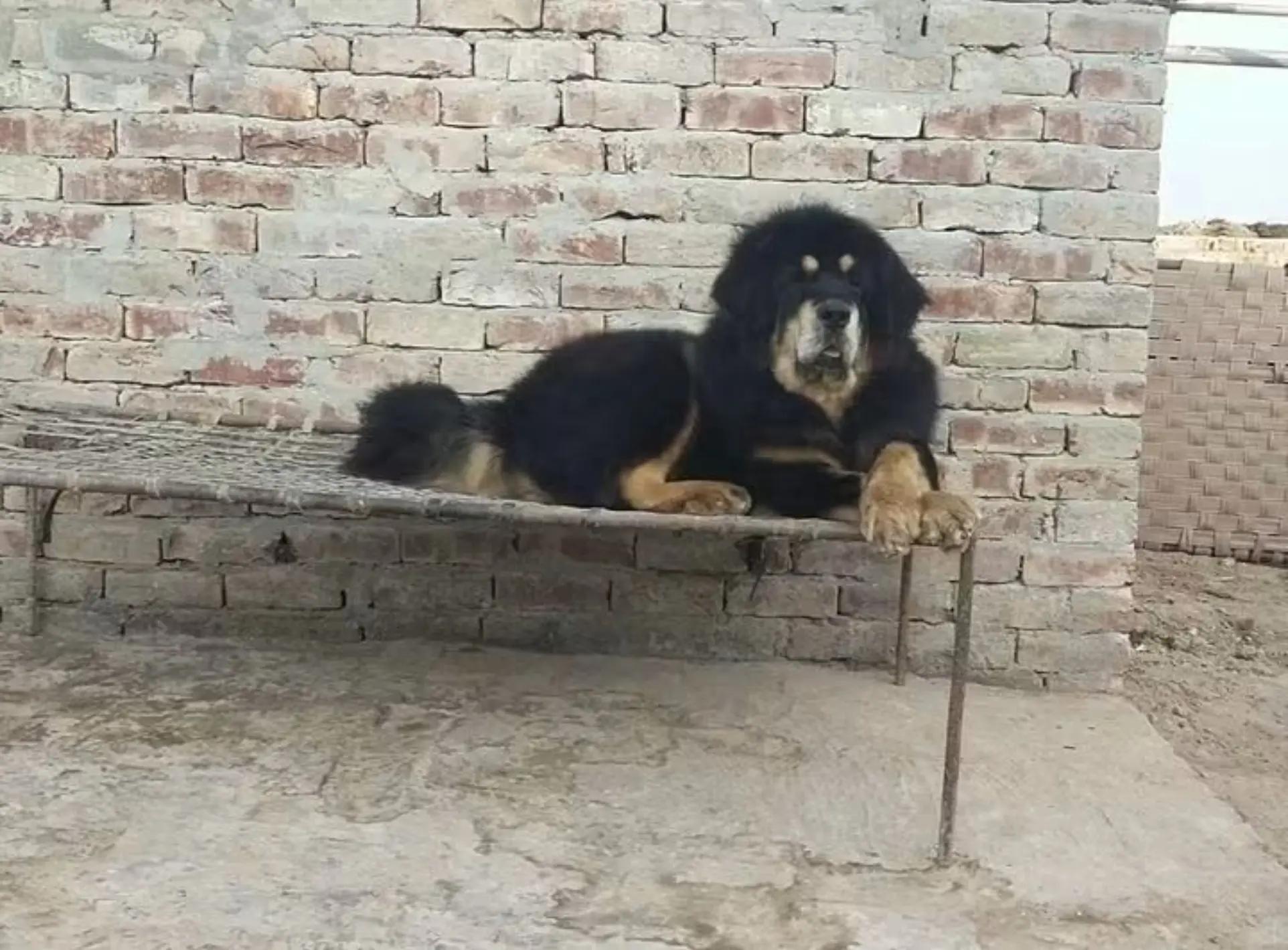 @Kashmiri_Bakrwal_Dog