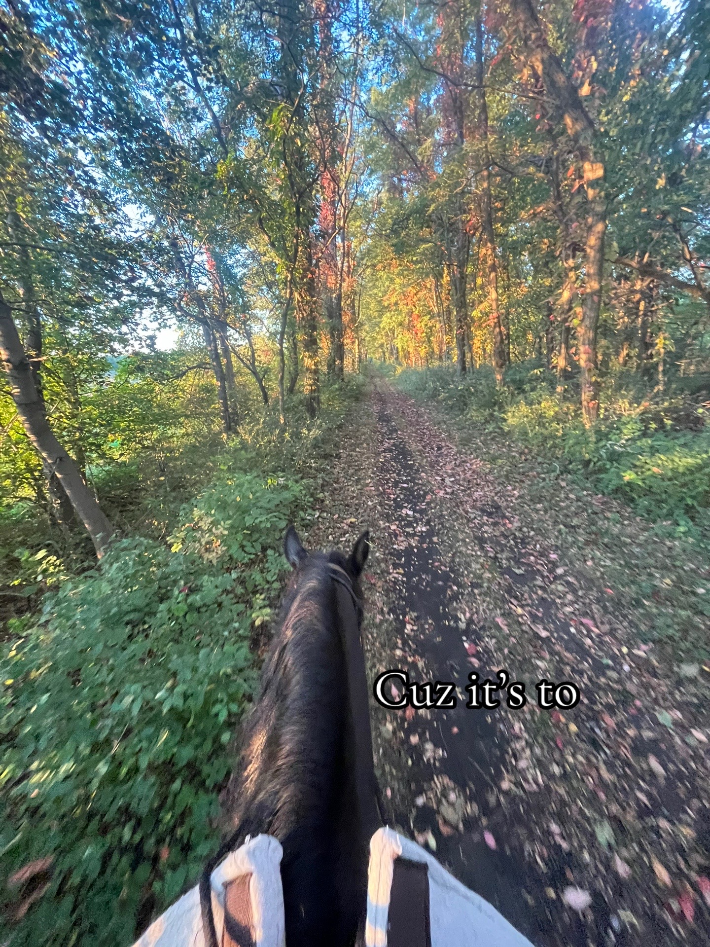 @Rikki🐎🐀