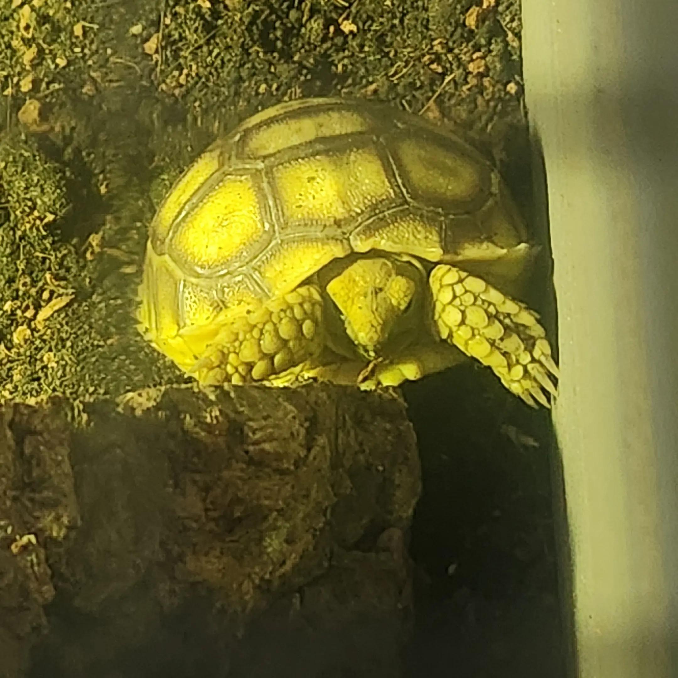 @Ballard&rsquo;s Reptiles