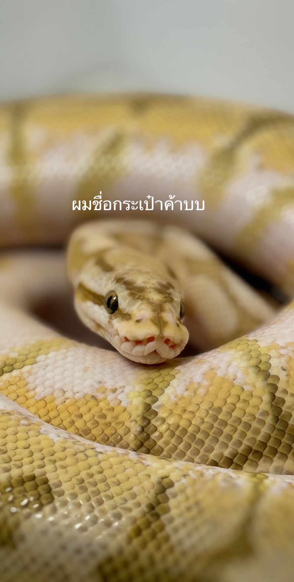 @Phoom_pakkadum