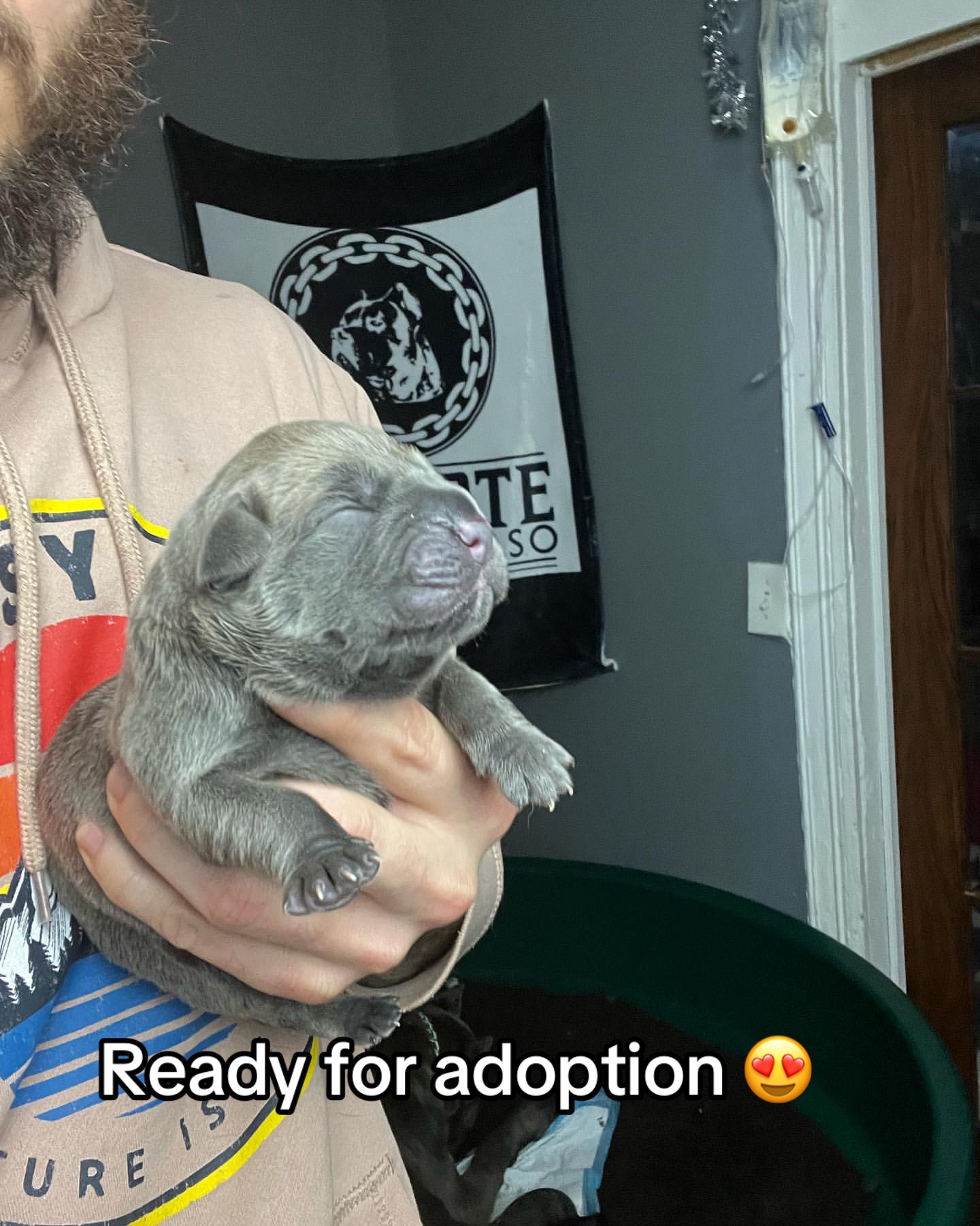 @CaneCorso