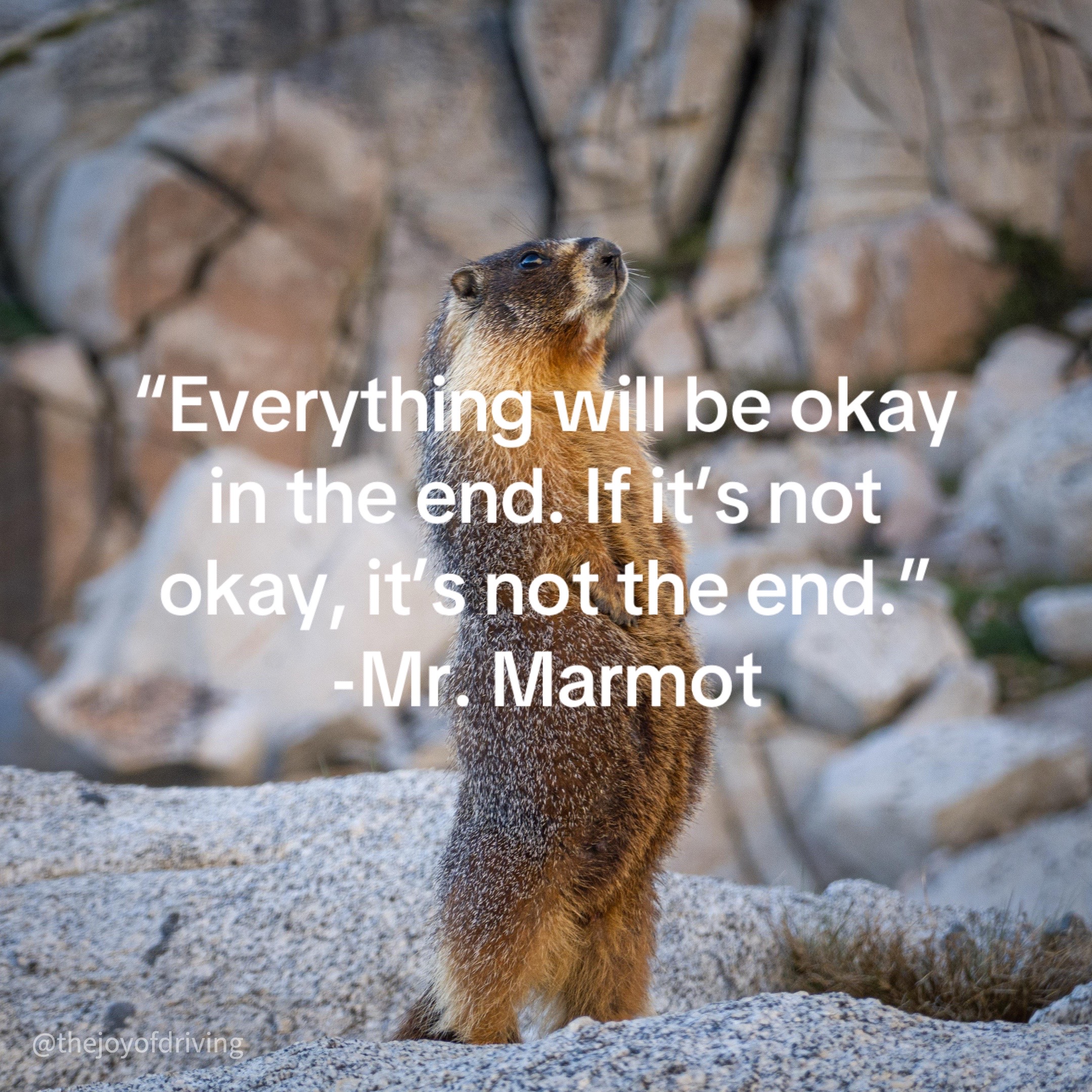 @Mr. Marmot
