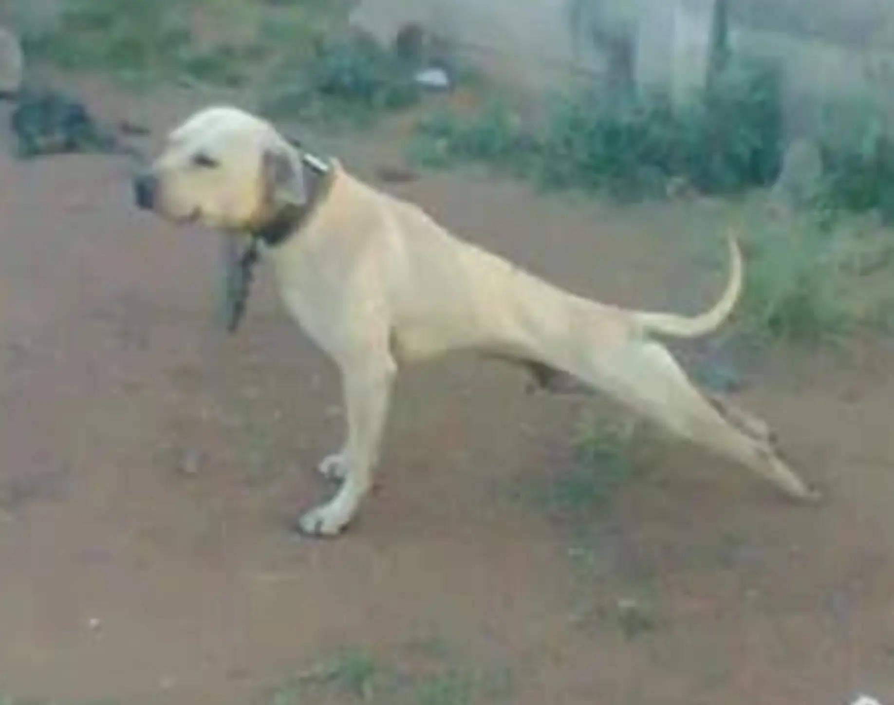 @SAAPBT_GAMEDOGS