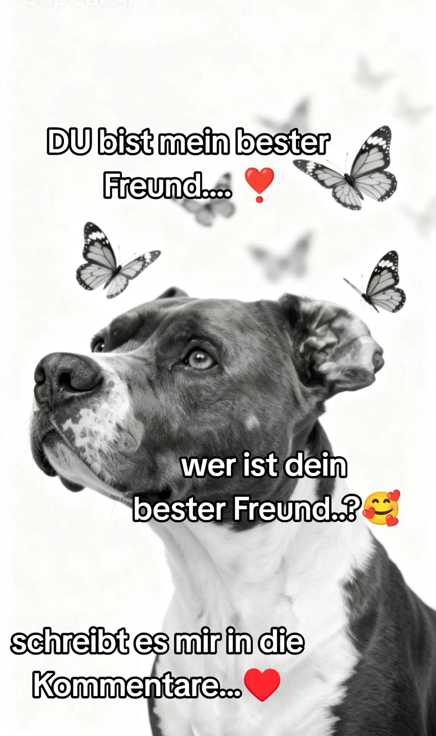 @Kampfschmusser_Nero🖤