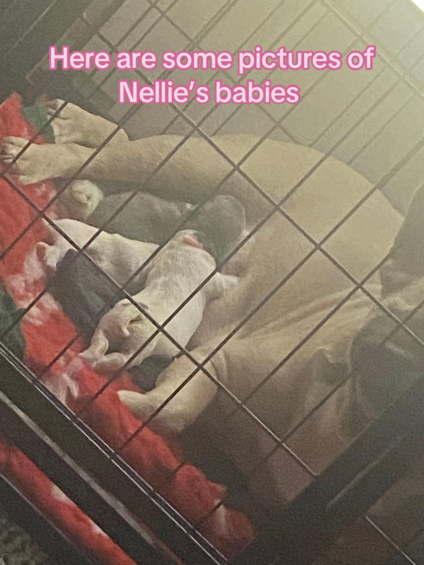 @Jessie 🐶