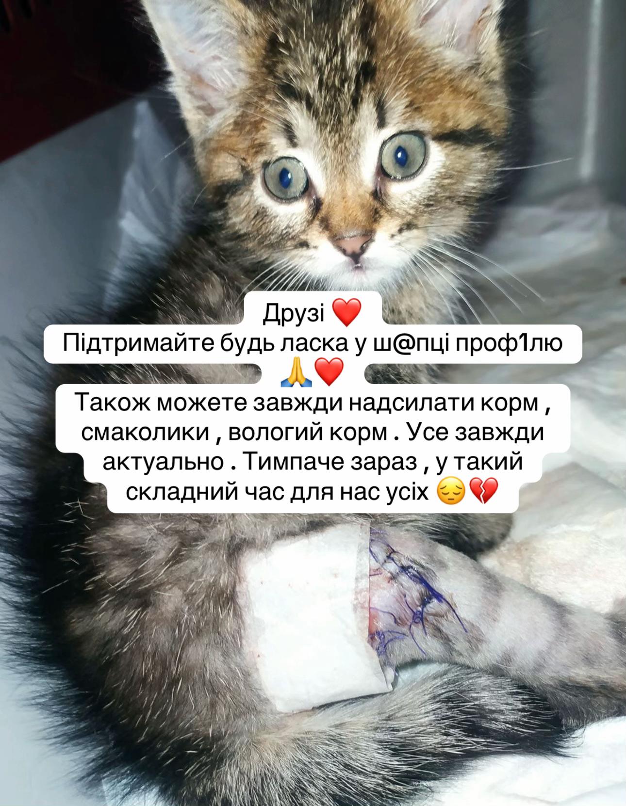 @tanya.help.animal