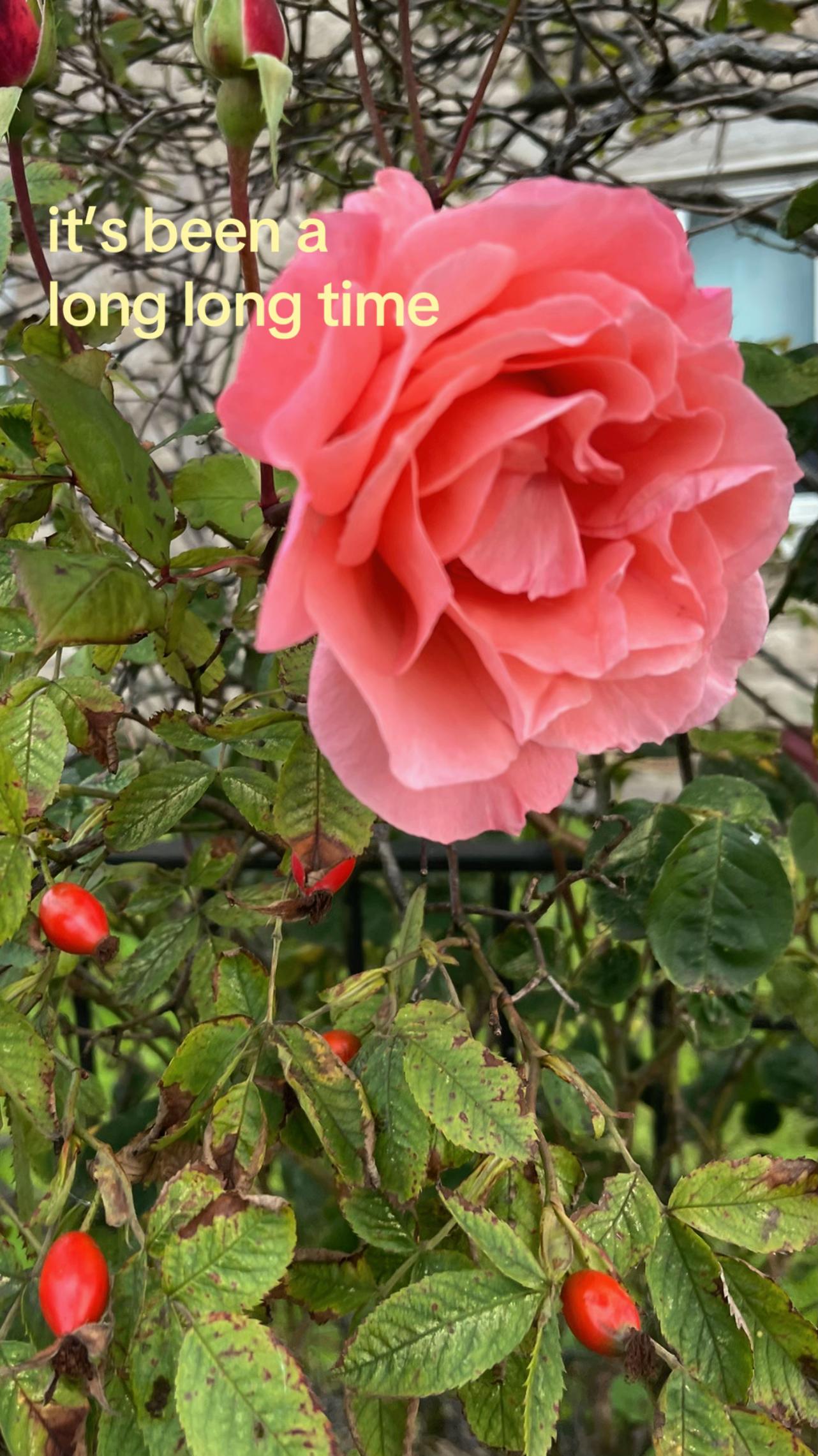 @꣑ৎ 𝓪𝓲𝓶𝓼