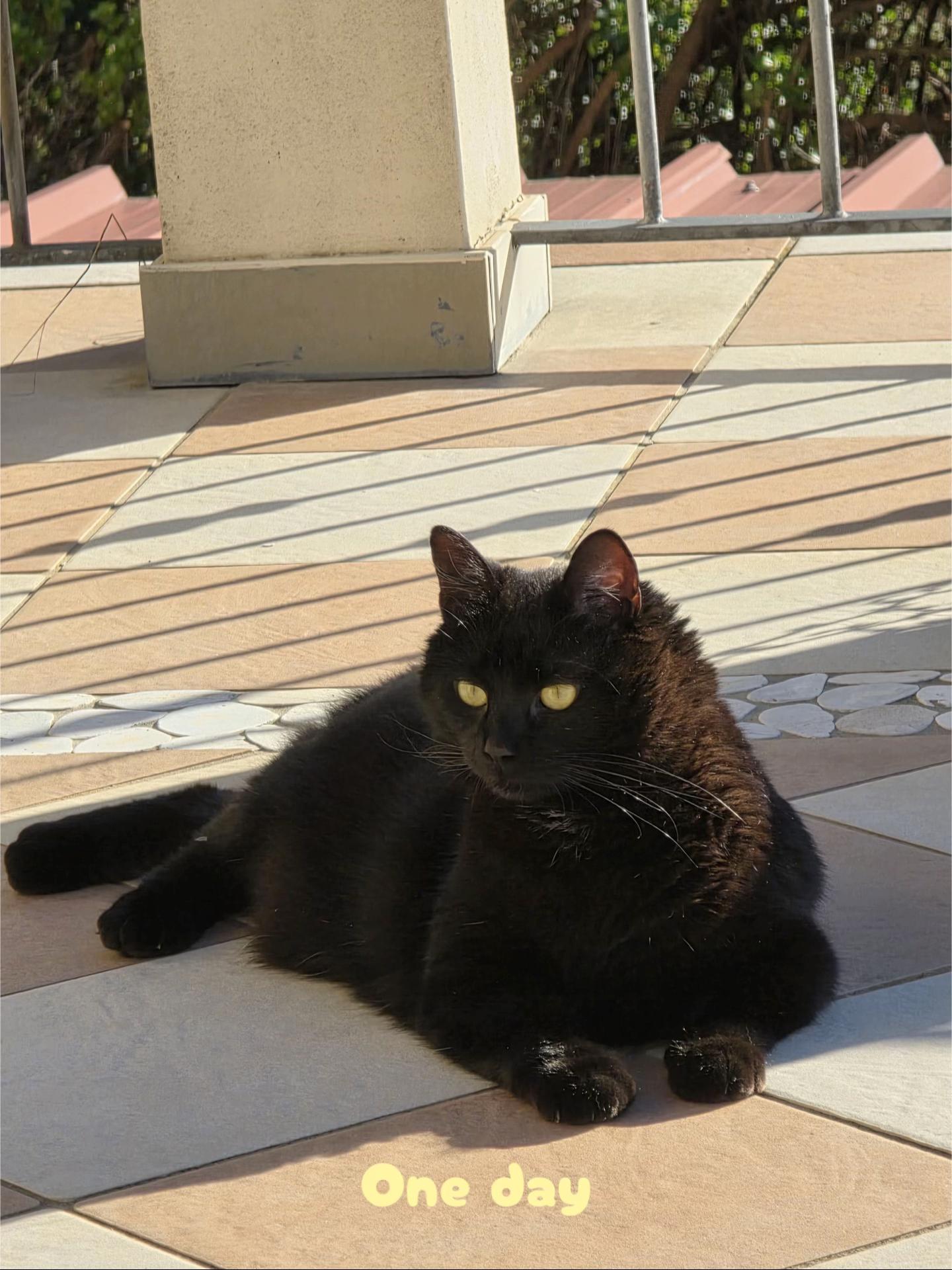 @Giada🐈⬛🖤