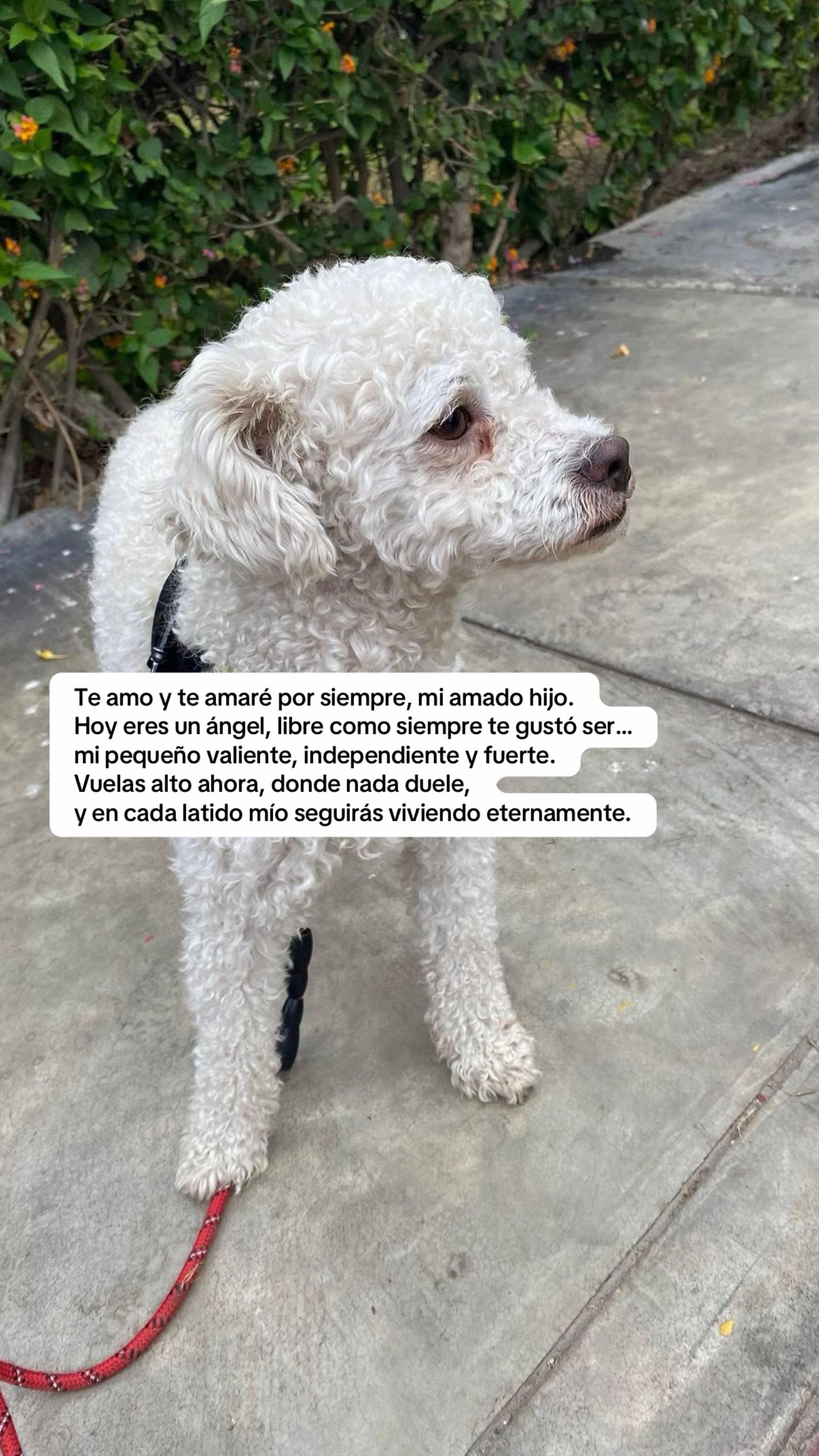 @Diana Fernandez