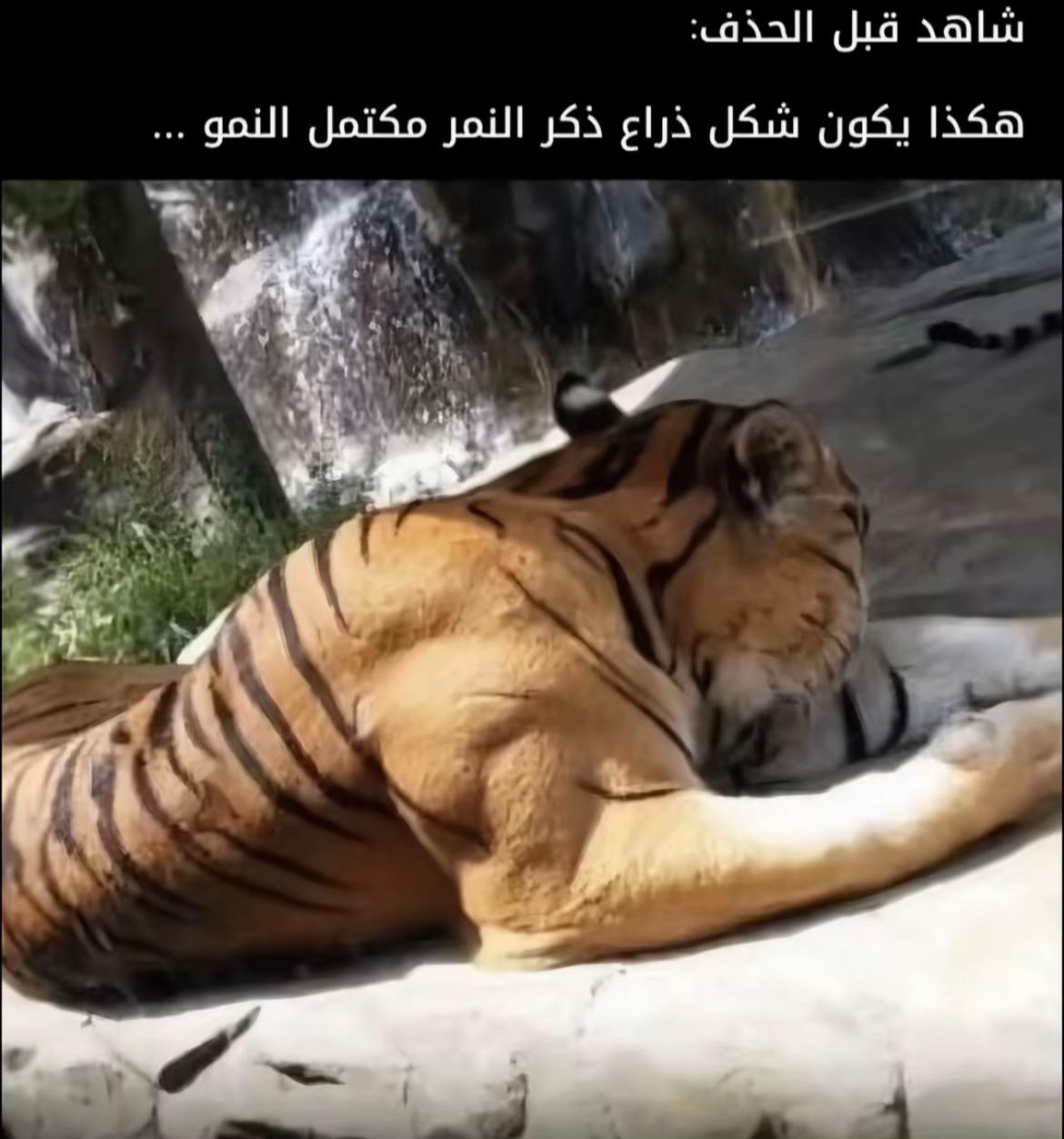 @ูุณ ๐