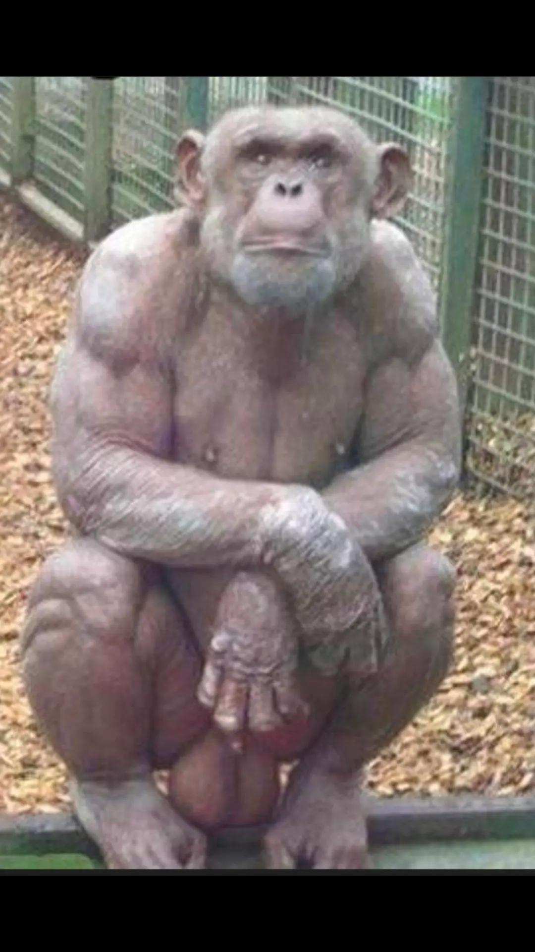 @I'm a zoophile.