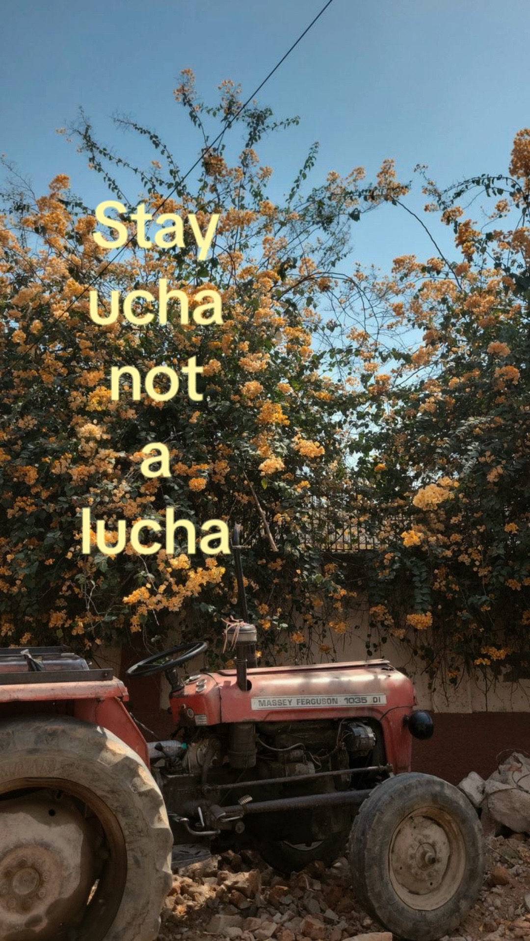 @luchagyani