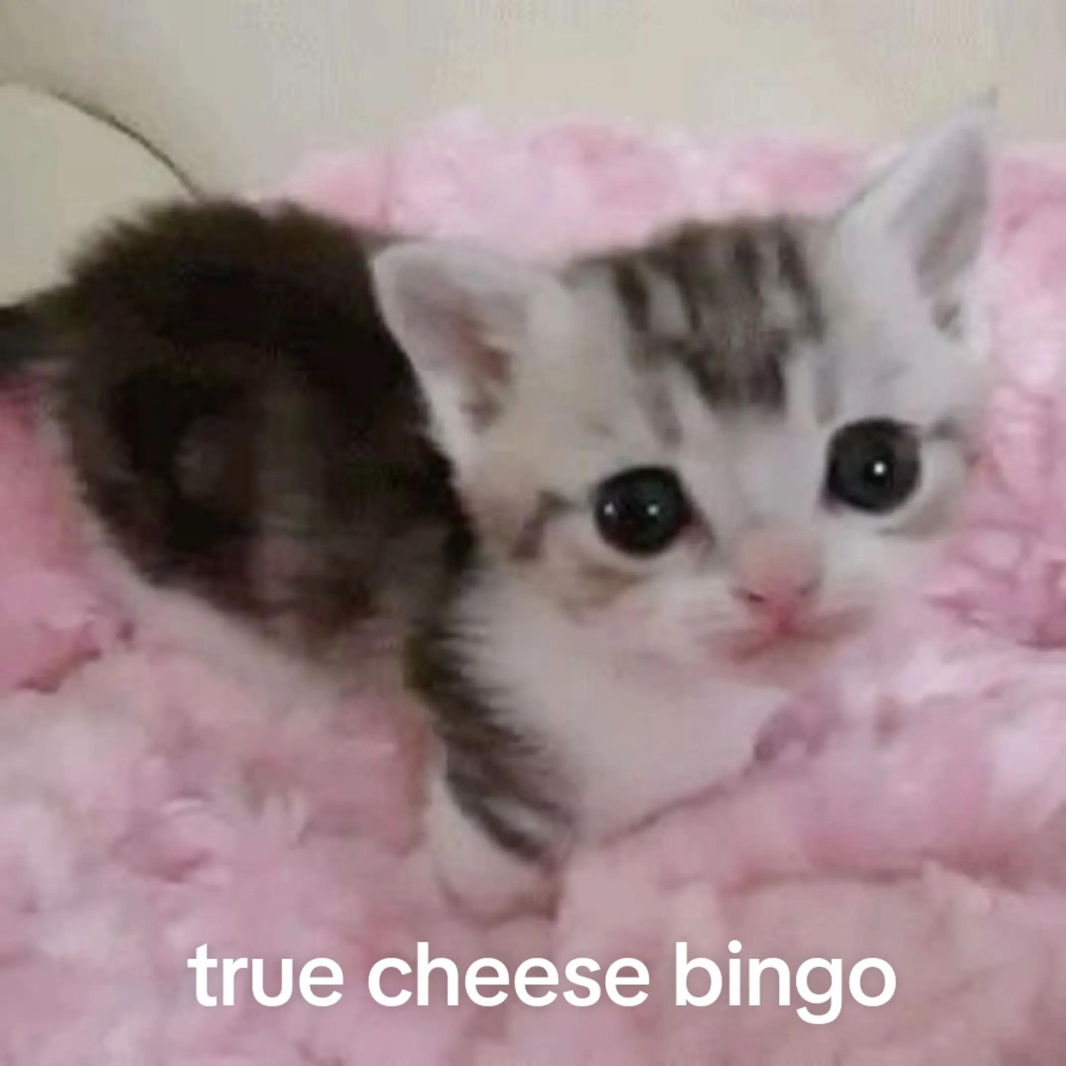 @ᡕᠵデᡁ᠊ᴊᴏꜱɪᴀʜ╾━ 🪖🪽