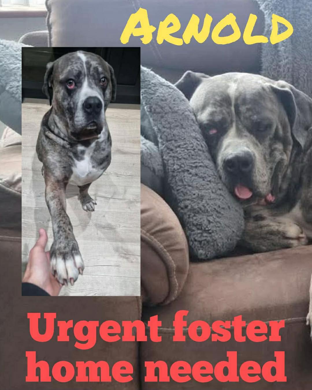 @Homeless hounds