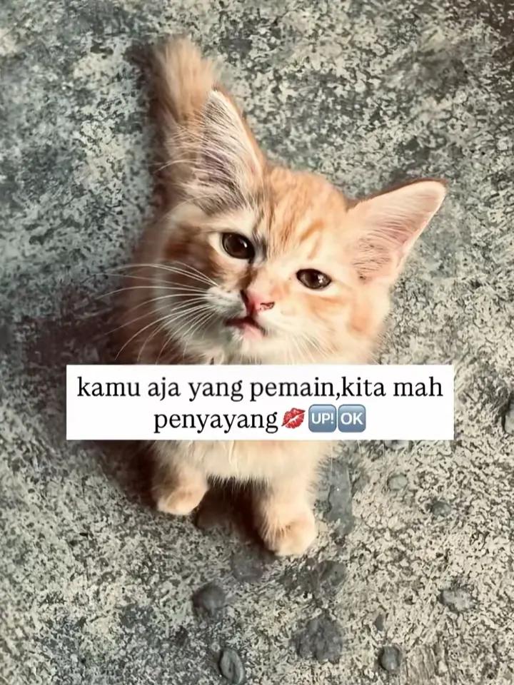 @dappa