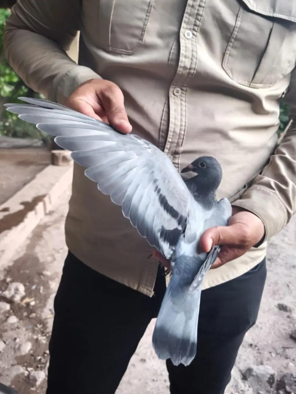 @YARIŞ POSTASI