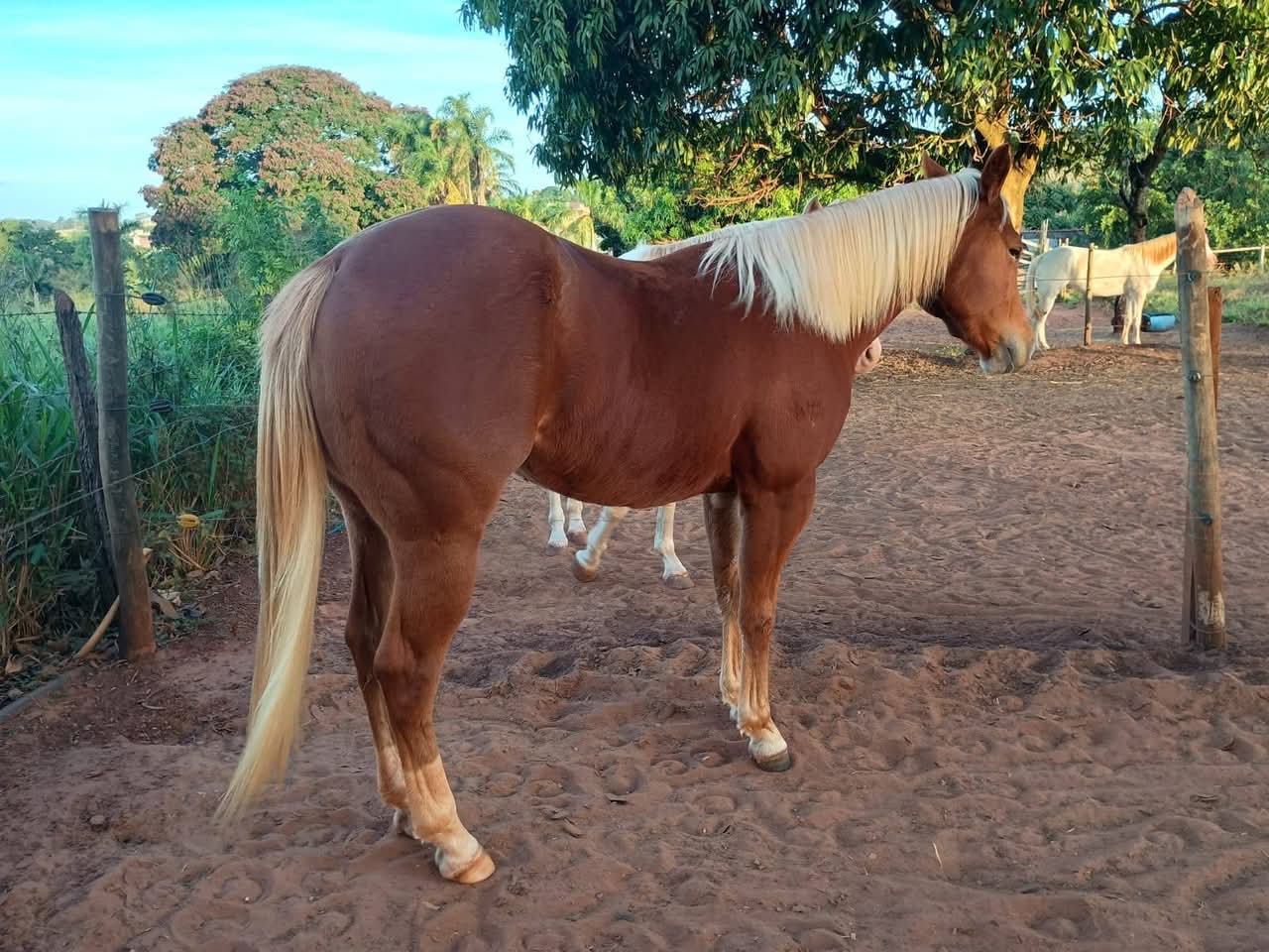 @haras amorim