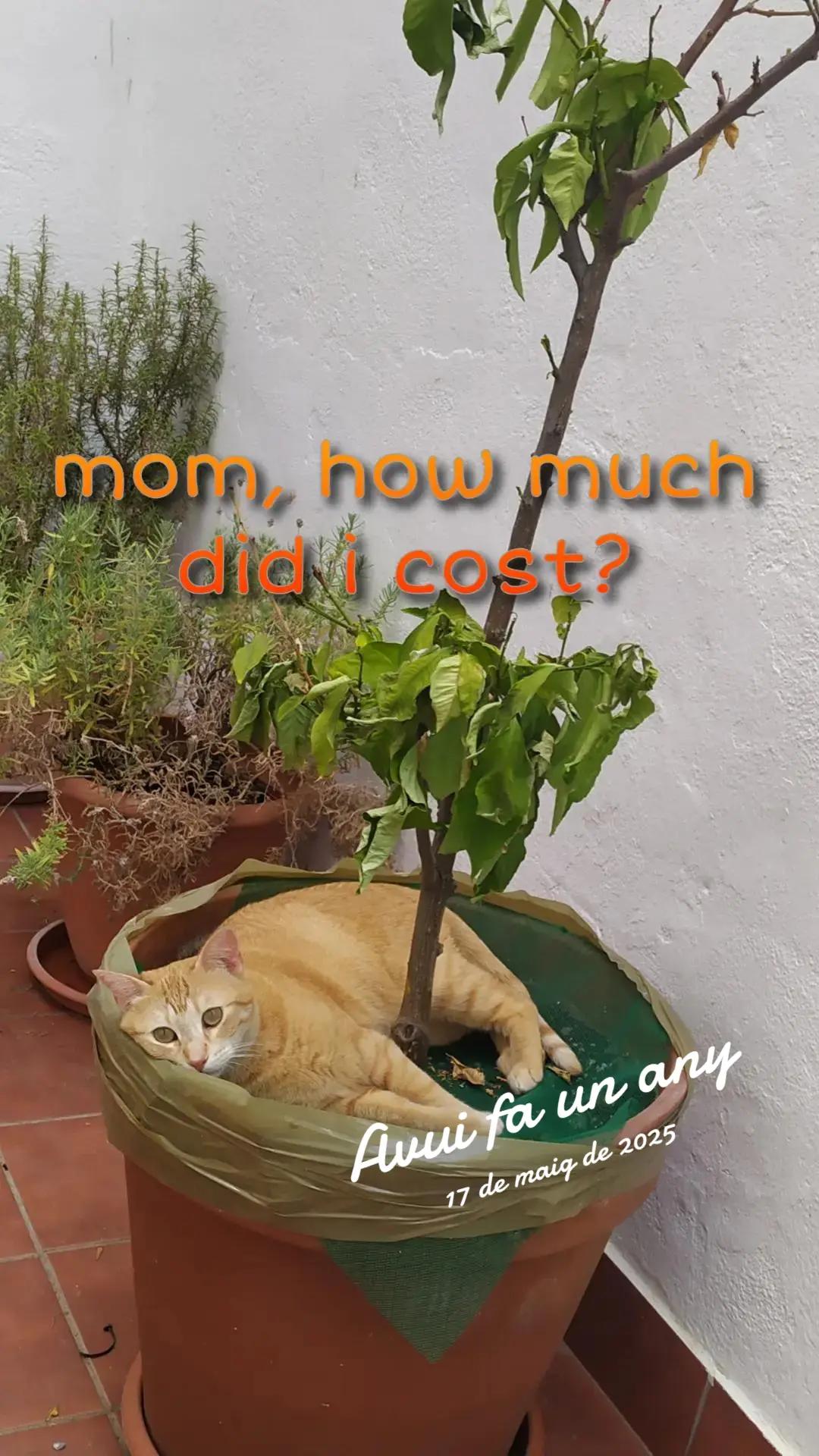 @Mon