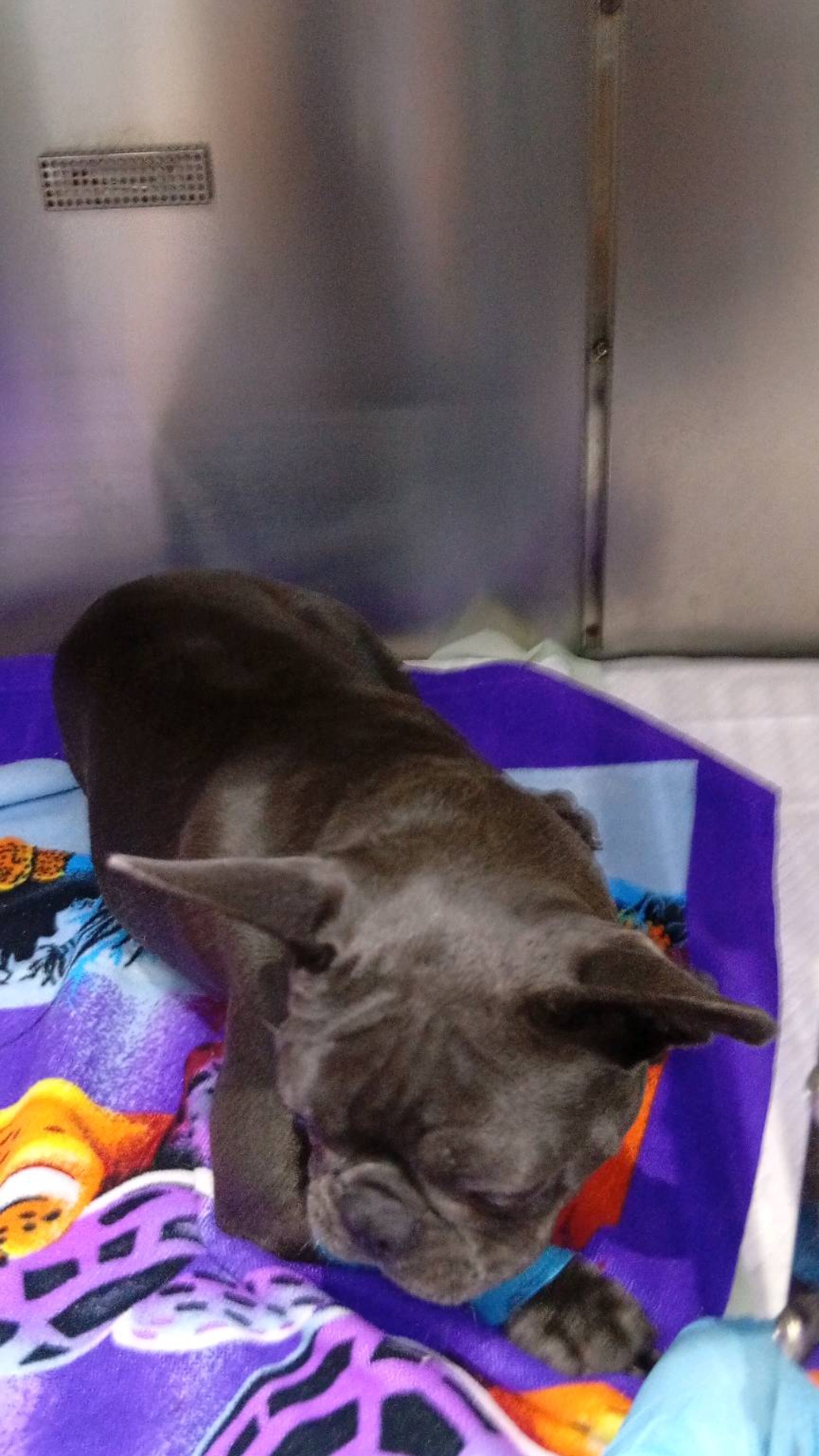 @VillagevVet LLC