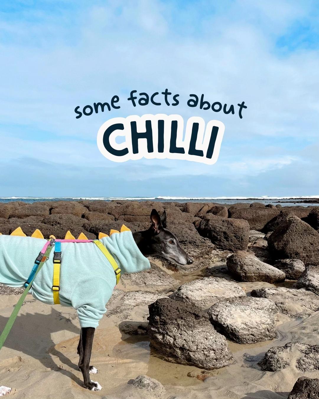 @chilli the greyhound 🌶️