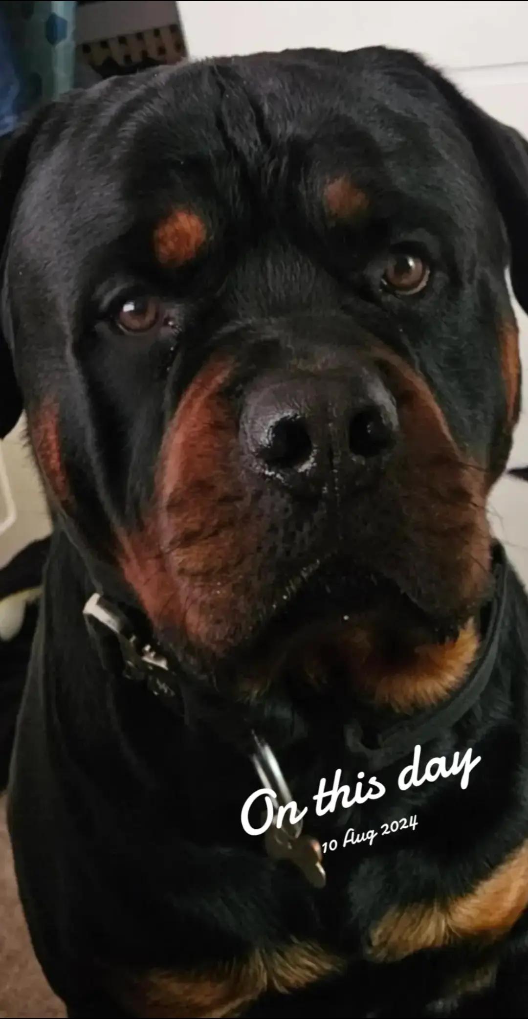 @Reggie the Rott
