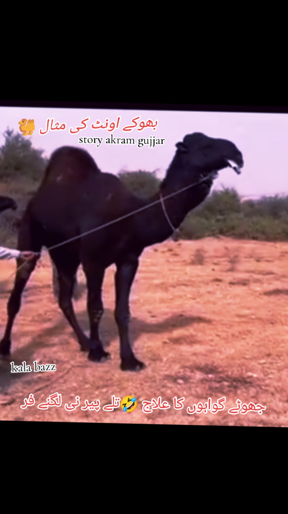 @🦅کالا باز🦅فخرے ڈھوک مغلاں♨️
