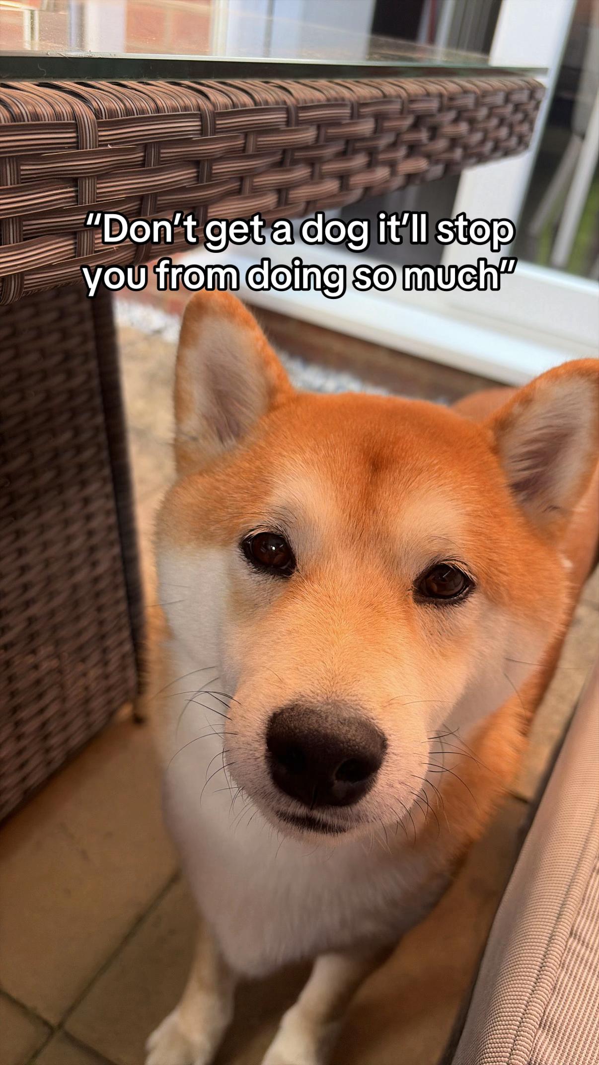 @Kenzo the Shiba