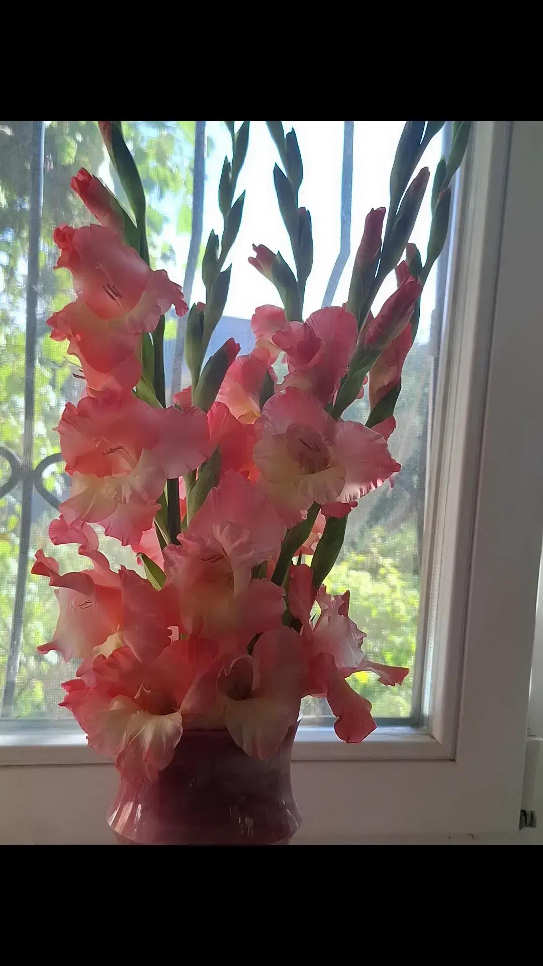 @Викус