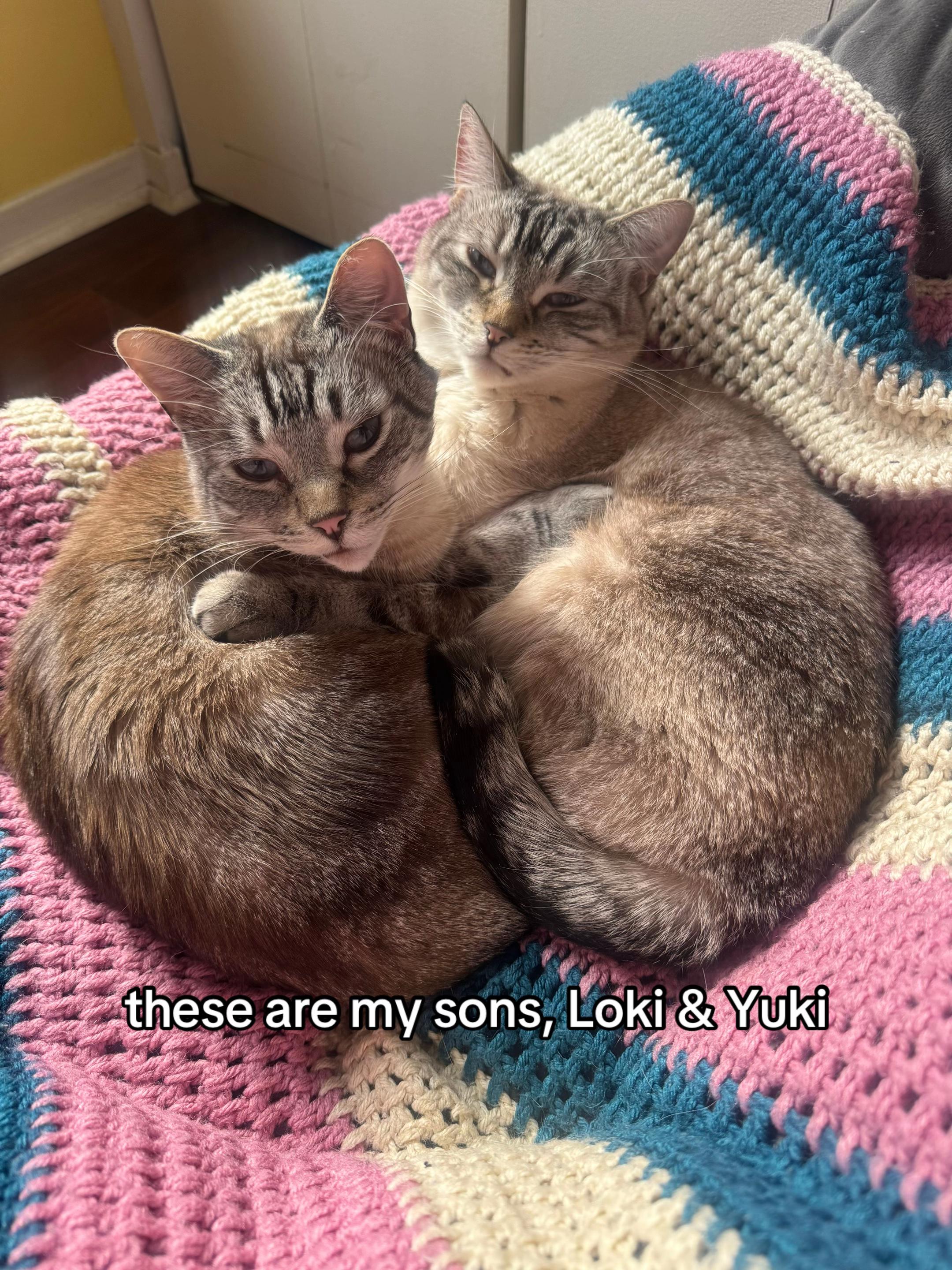 @_suravz | childfree cat lady