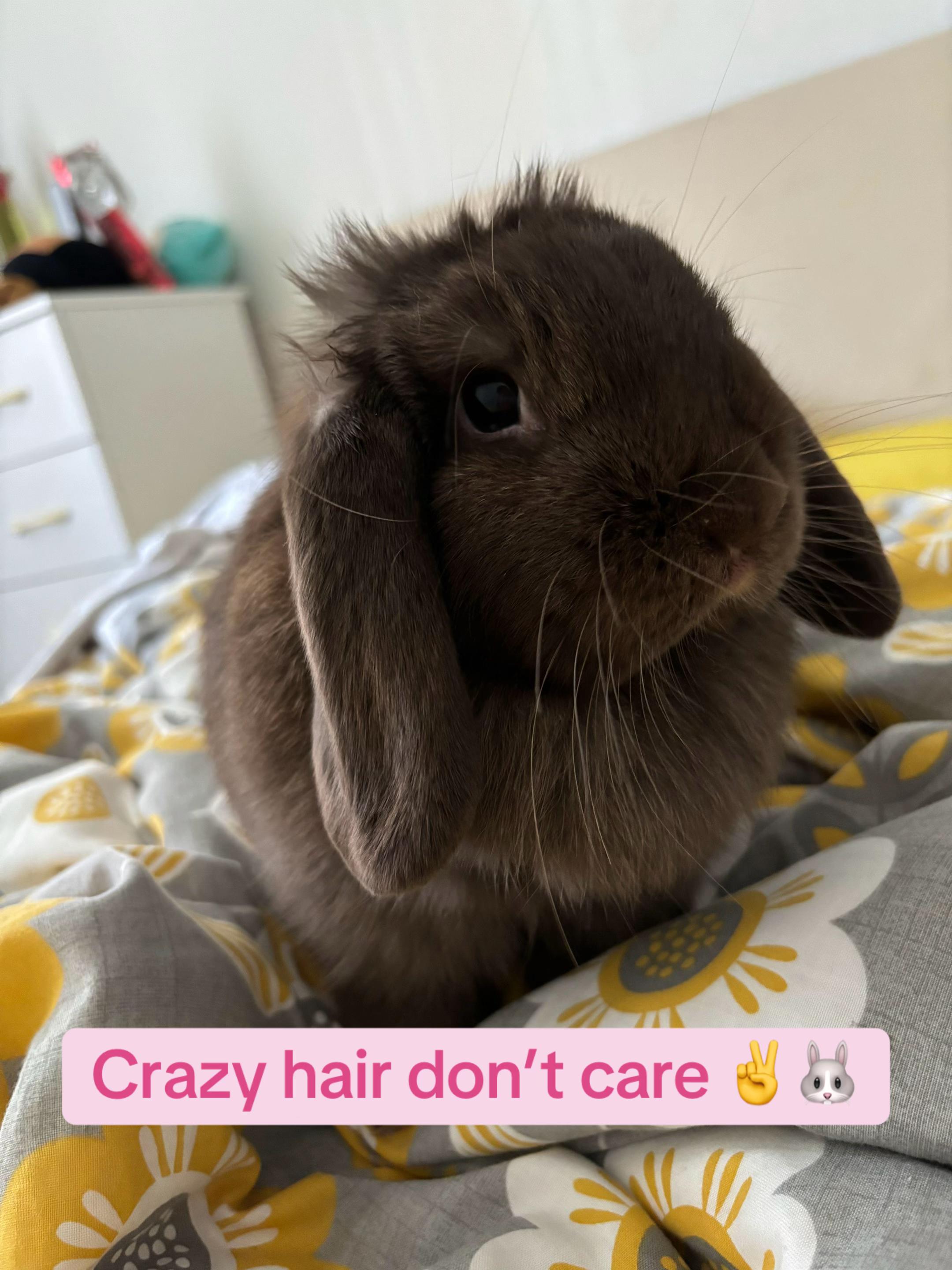 @Olive and Clem 🐰🐰