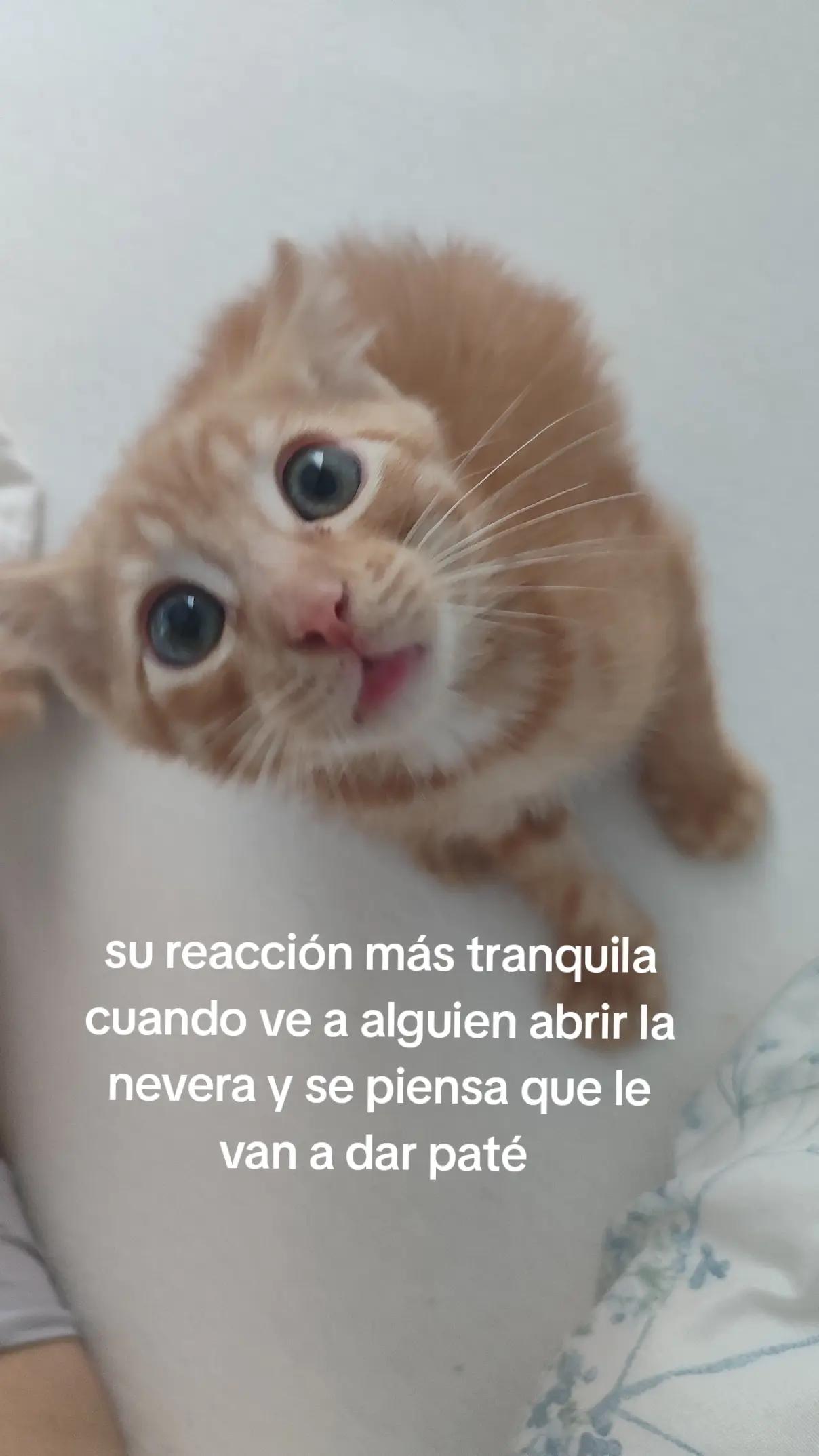 @leila