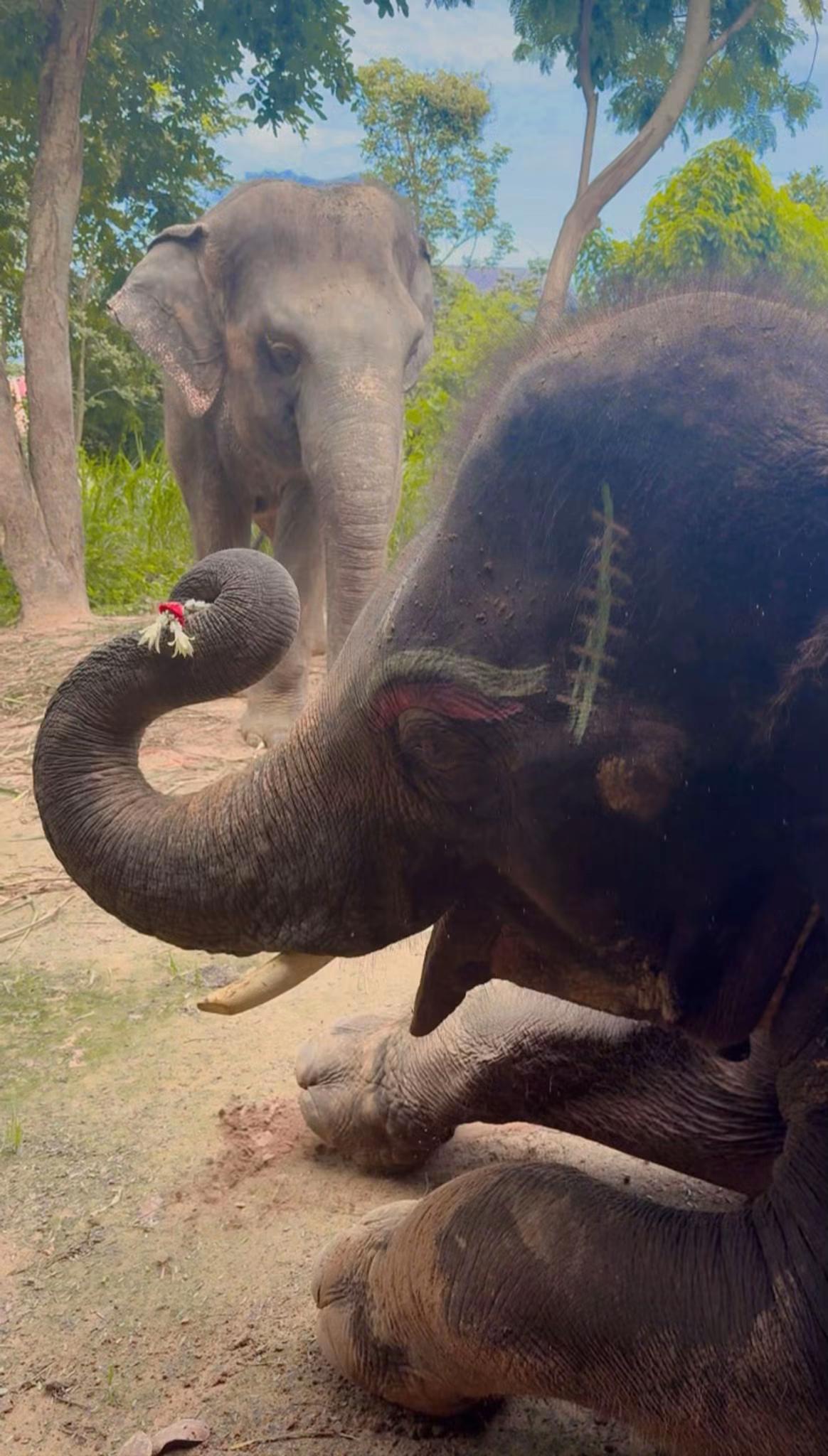 @aoraeeFcMooming🐘❤️