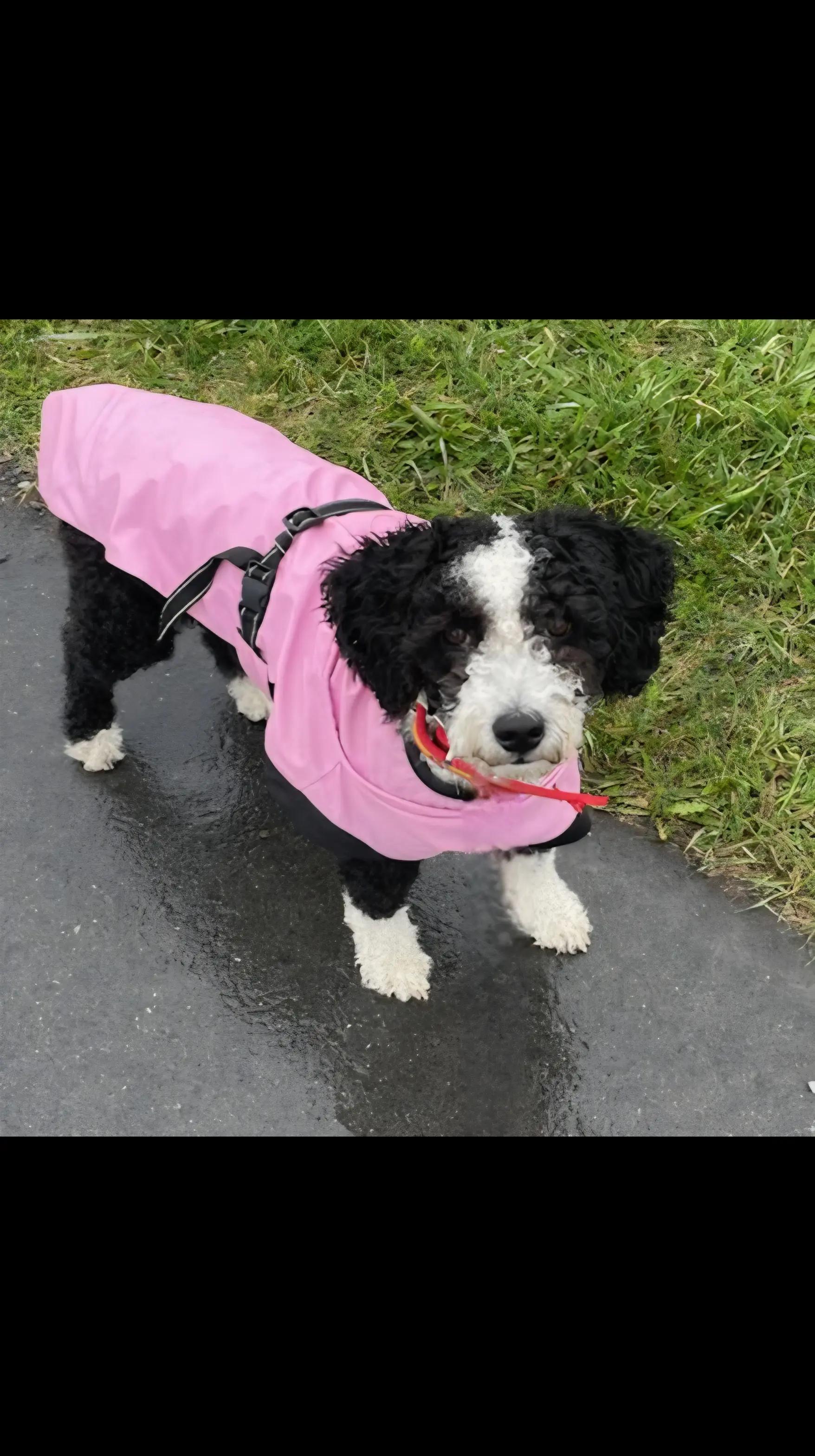 @🐾✨️mhdogs✨️🐾🇸🇪