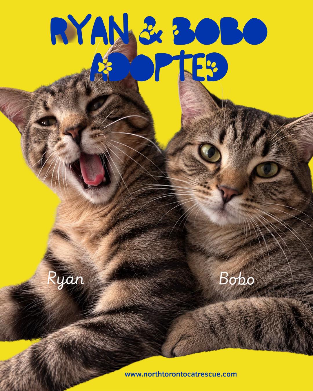 @North Toronto Cat Rescue