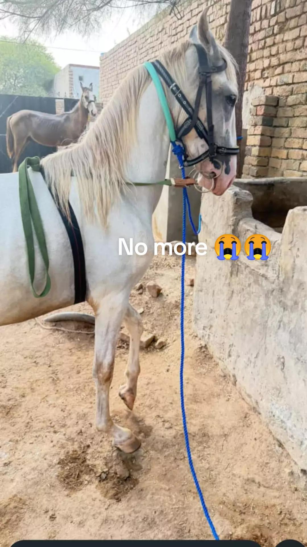 @Abdur Rehman Kamali Tiwana👑