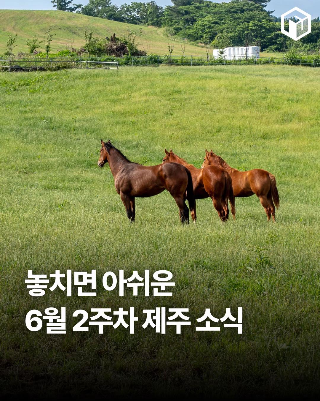 @제주톡톡