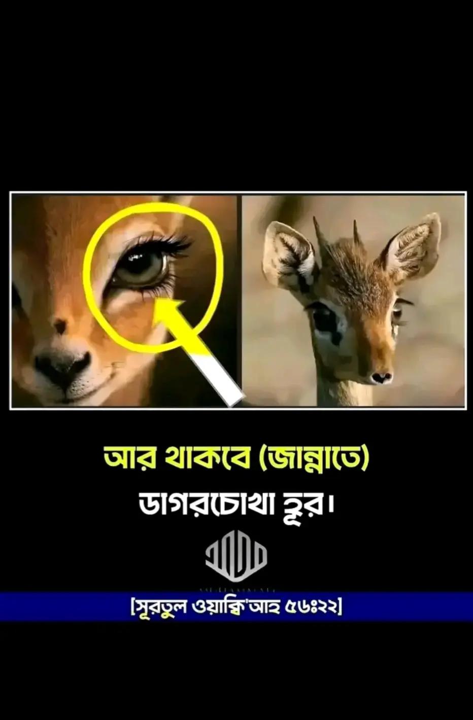 @ZaKaria  FF